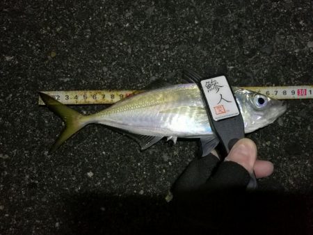 （2020/12/10 南港アジング　 絶…