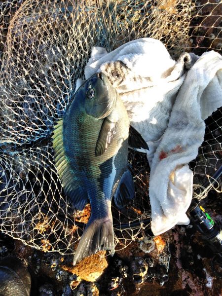 フカセ‥最高ですネ・・