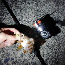 ジグ単アジング