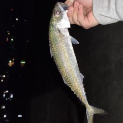 アジメバサバング