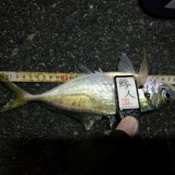 （2020/12/11 南港アジング　 続、絶好釣果！アジング釣果 中アジ～（29㎝～） 釣果有り）