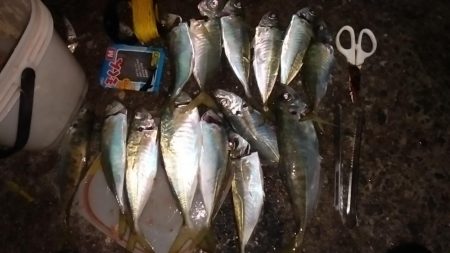 サビキで尺アジを狙う。平日の釣りはたのし