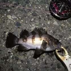 （2020/12/12 南港ヘチ釣りで五目釣り　 キビレチヌ ガシラ シーバス 黒メバル 中アジ 釣果有り）