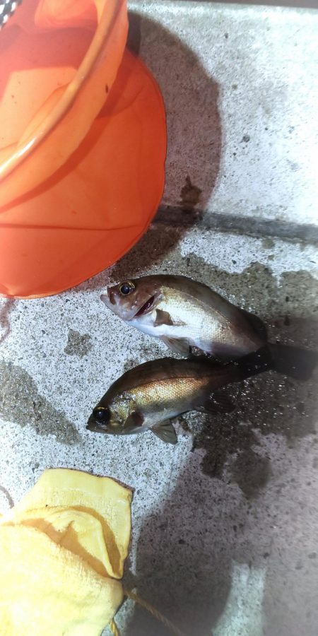 メバリング初心者