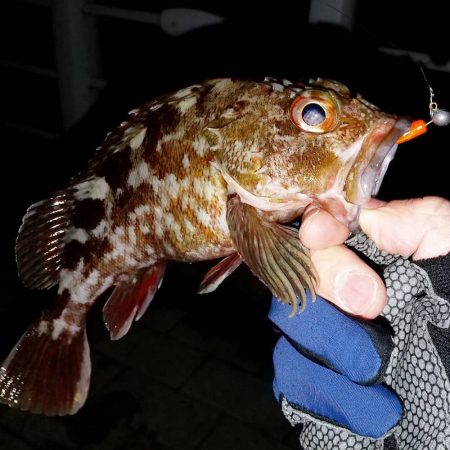 アジング諦めてガシリング