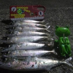 釣りデビュー 21日目