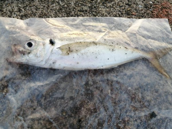 シーズン終盤で厳しいです。