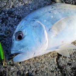 メタルジクでロウニンアジ釣れました