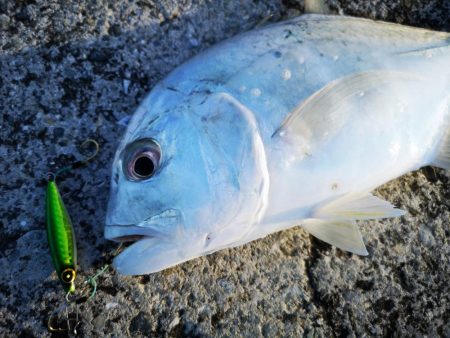 メタルジクでロウニンアジ釣れました