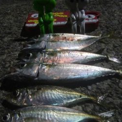 釣りデビュー　22日目