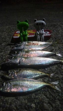 釣りデビュー　22日目