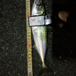 （2020/12/14 南港アジング　 爆風アジング釣果 サバ 28㎝ 釣果有り）