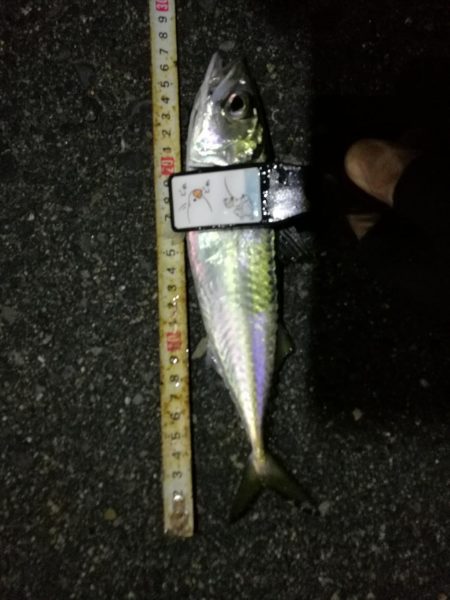 （2020/12/14 南港アジング　 爆…