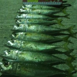 釣りデビュー　24日目