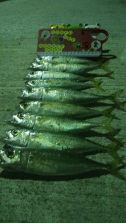 釣りデビュー　24日目