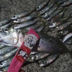 釣りデビュー 26日目