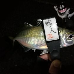 （2020/12/18 南港アジング　 強風アジング釣果 中アジ～（26㎝～）サバ 釣果有り）