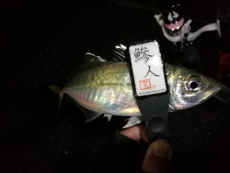 （2020/12/18 南港アジング　 強風アジング釣果 中アジ～（26㎝～）サバ 釣果有り）
