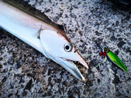長雨のち太刀魚