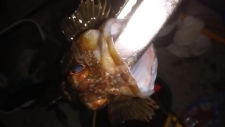 祭りの気配なし