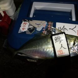 （2020/12/19 南港アジング　 強風アジング釣果 中アジ～（26.5㎝～）サバ 釣果有り）