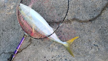 のませ、サビキ