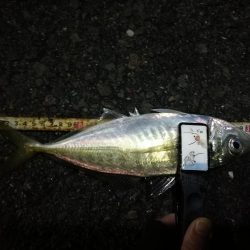 （2020/12/20 南港アジング釣果　 ついに釣れた！ 尺アジ 30㎝～ 釣果有り）