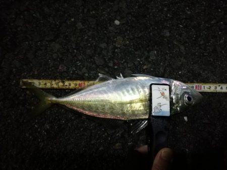 （2020/12/20 南港アジング釣果　…