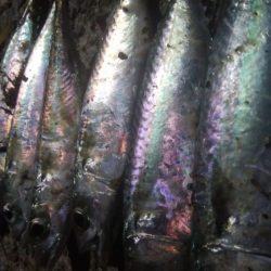 釣りデビュー 29日目