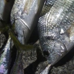 ㊗釣りデビュー　30日目