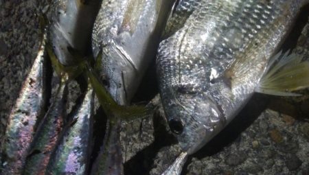 ㊗釣りデビュー　30日目