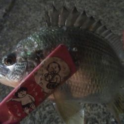 釣りデビュー 31日目