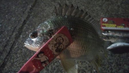 釣りデビュー 31日目