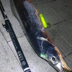 タチウオ1  アジ1  ガシラ4