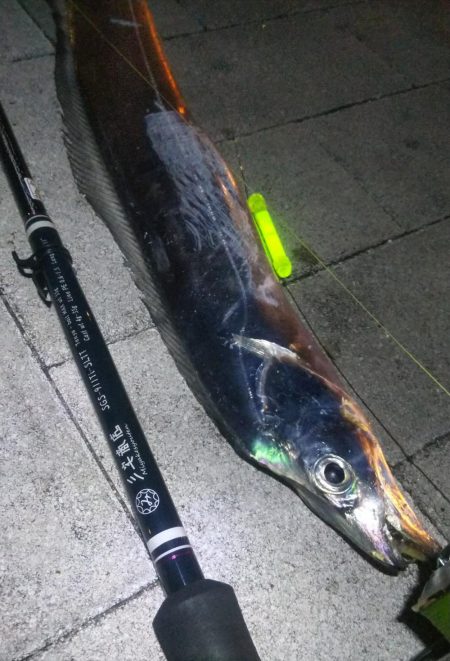 タチウオ1  アジ1  ガシラ4