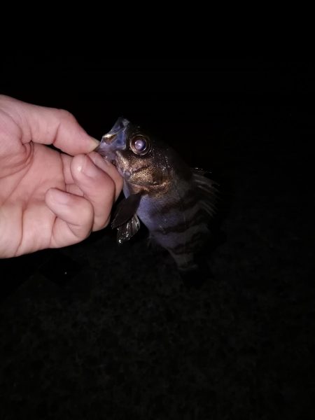 ジグ単メバリング