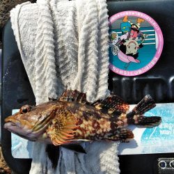 フカセ‥でハゲ・・