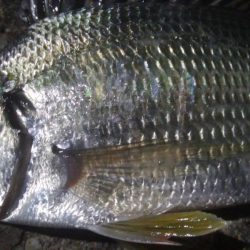 釣りデビュー 32日目