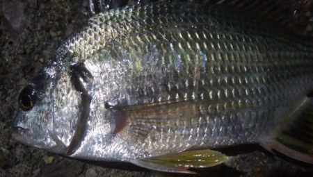 釣りデビュー 32日目