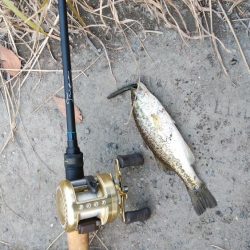 湖西小バス大漁