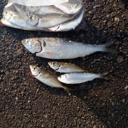 サビキで早朝にアジとコノシロ