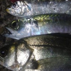 釣りデビュー 35日目