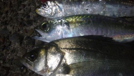 釣りデビュー　35日目