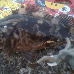 釣りデビュー　37日目