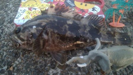 釣りデビュー　37日目