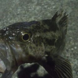 釣りデビュー　38日目