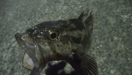 釣りデビュー　38日目