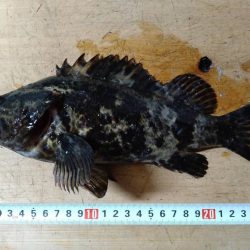 今年最後の波止釣り