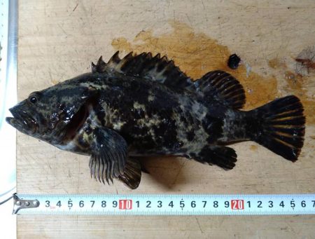 今年最後の波止釣り