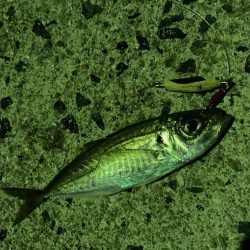 夜明け前からアジング、ロックフィッシュ、ロックショア、エギング、ショアジギの釣り